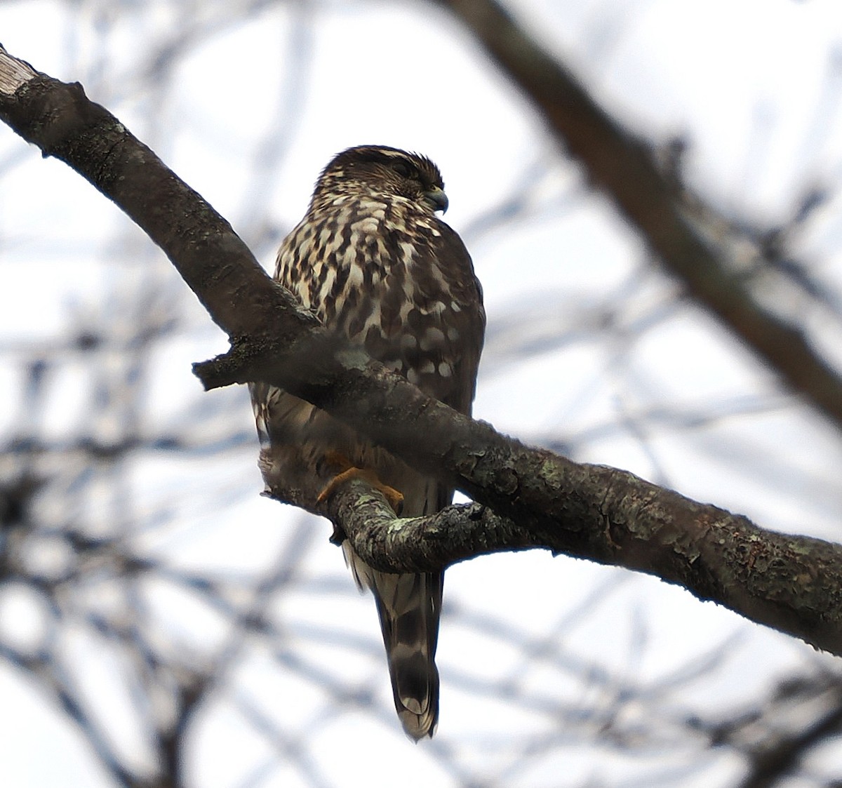 Merlin - ML645863966