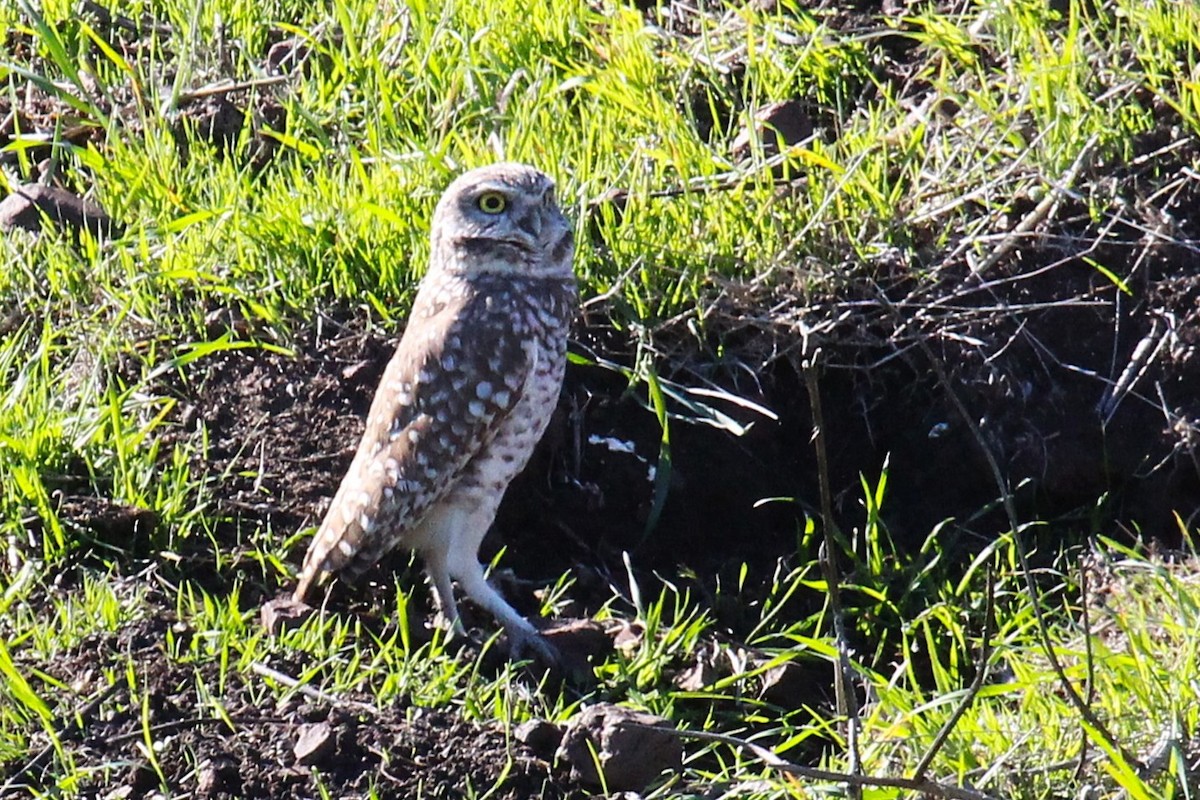 Burrowing Owl - ML645863967