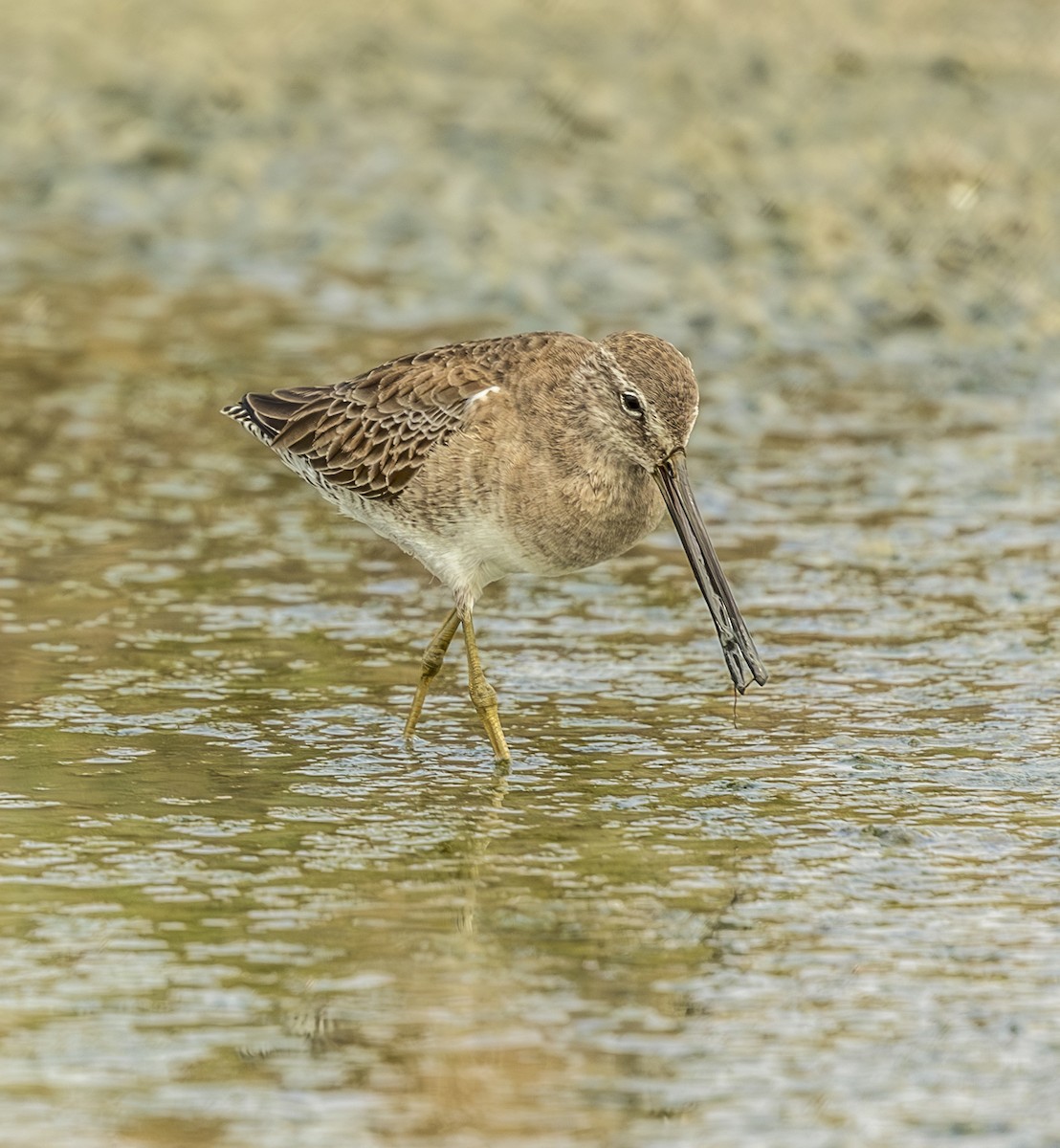 Agujeta Gris - ML645863971