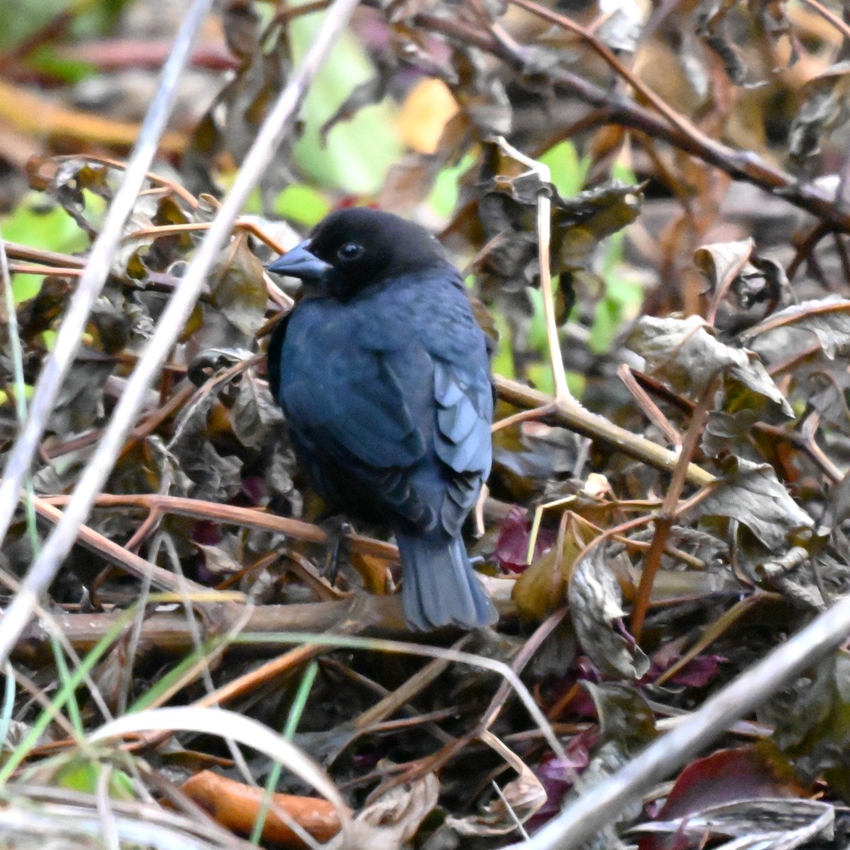 Brown-headed Cowbird - ML645863975
