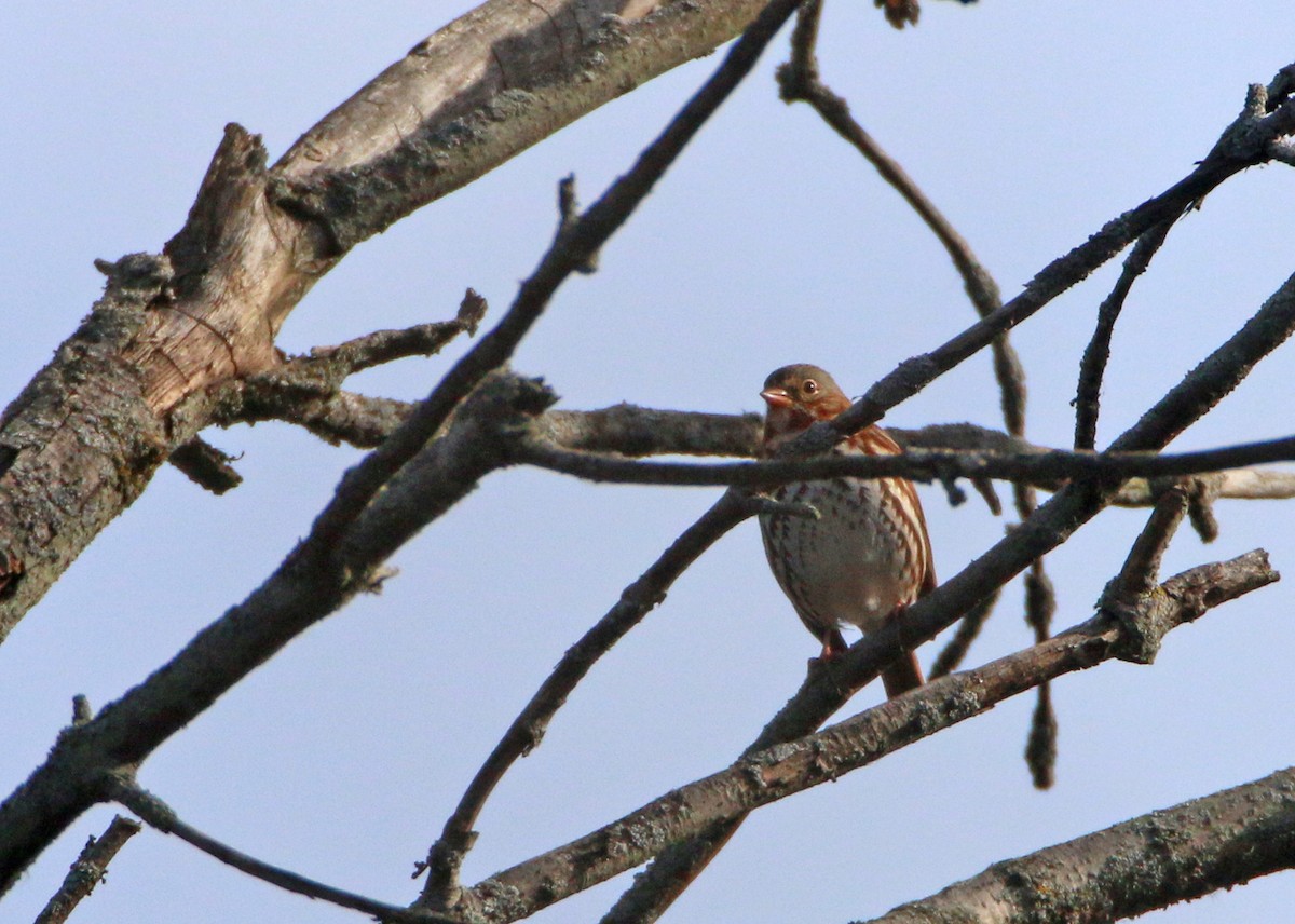 Fox Sparrow (Red) - ML645863978