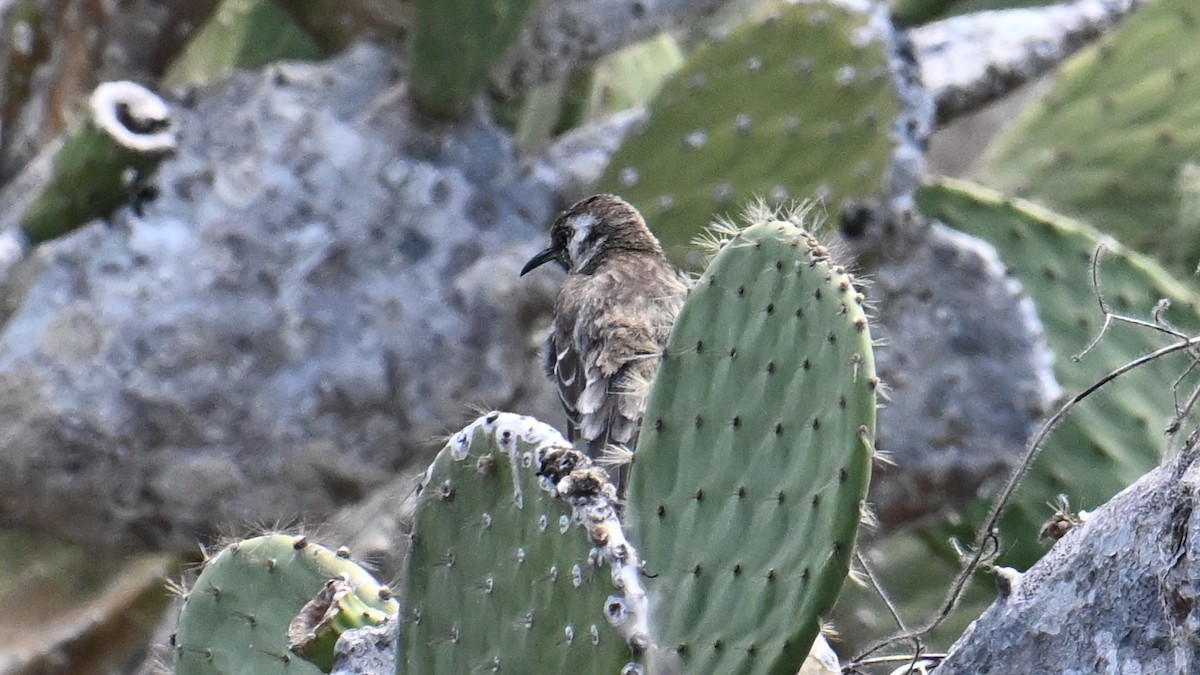 Moqueur de Floreana - ML645863982