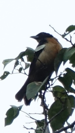 Yellow-crested Tanager - ML645863985