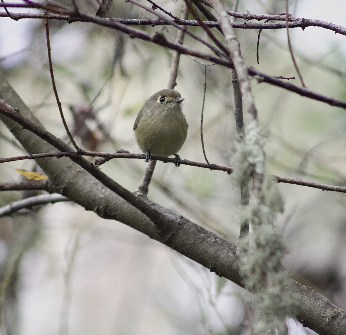 Hutton's Vireo - ML645863987