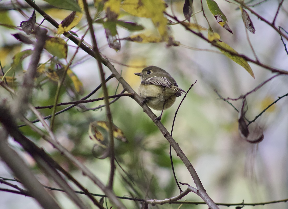 Hutton's Vireo - ML645863988