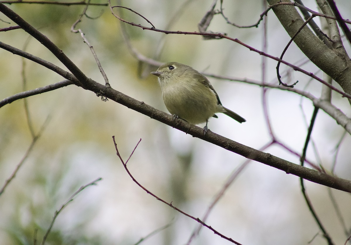 Hutton's Vireo - ML645863989