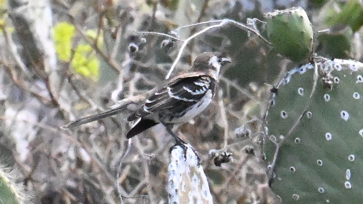 Moqueur de Floreana - ML645863990