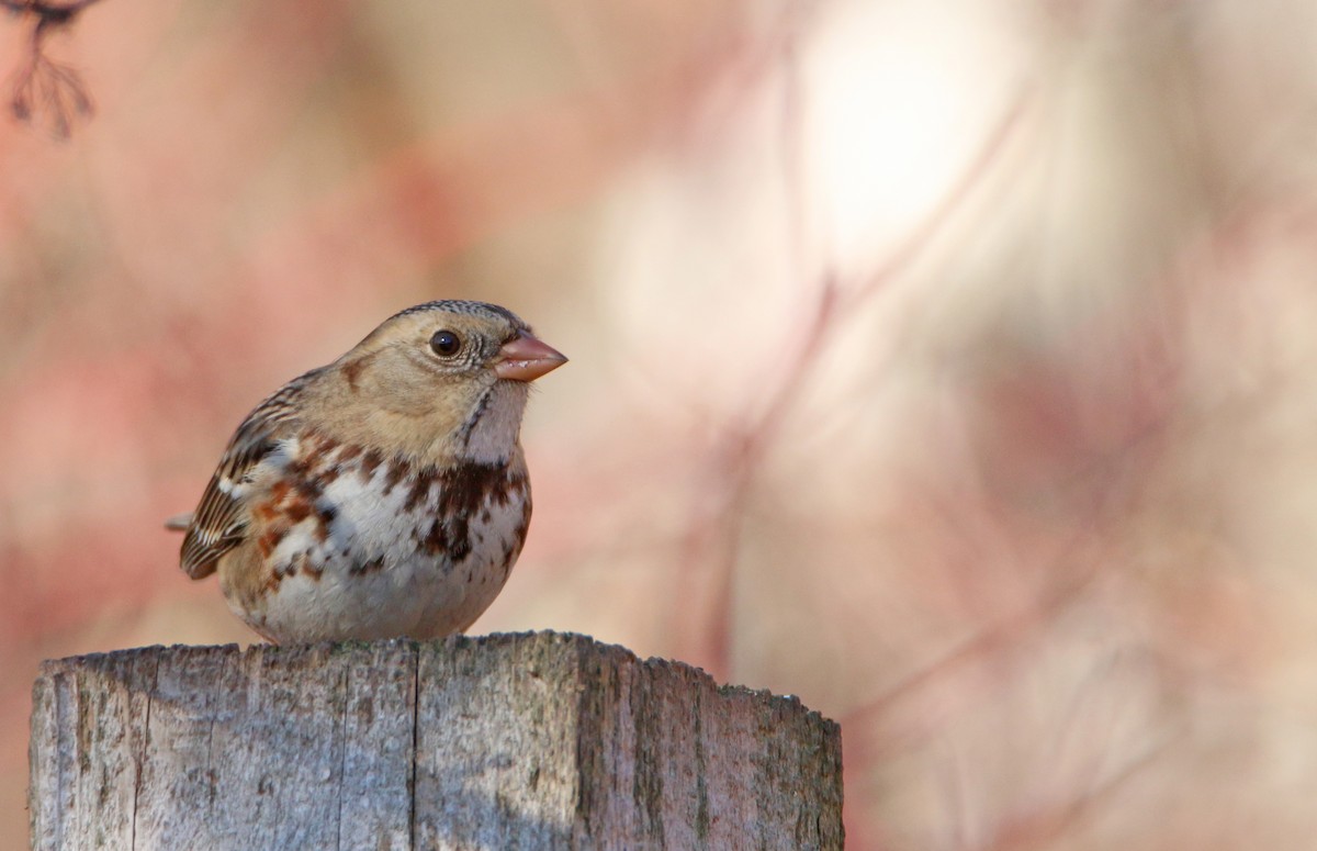 Harris's Sparrow - ML645864000
