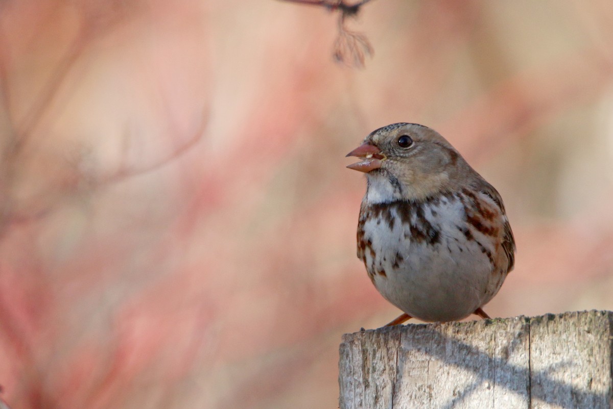 Harris's Sparrow - ML645864001
