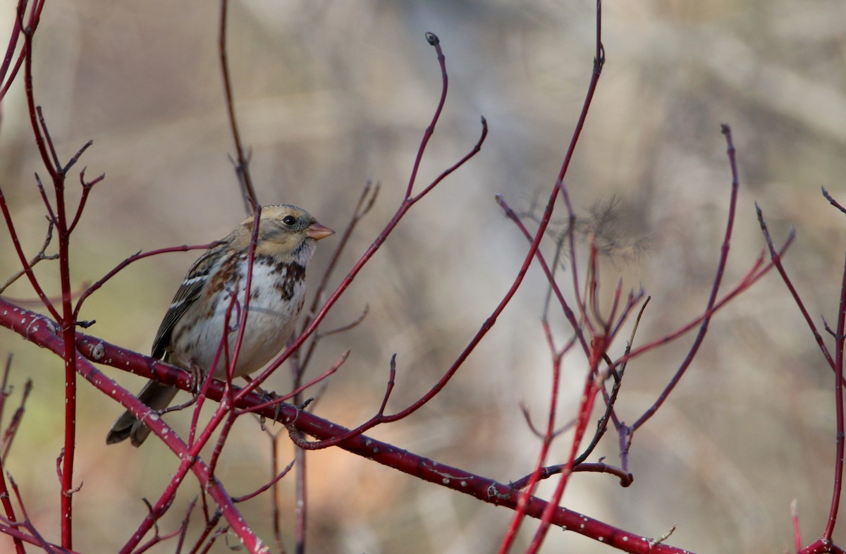 Harris's Sparrow - ML645864002