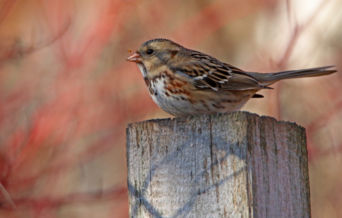 Harris's Sparrow - ML645864006