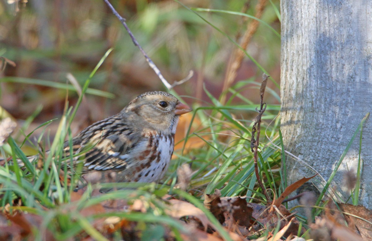 Harris's Sparrow - ML645864007
