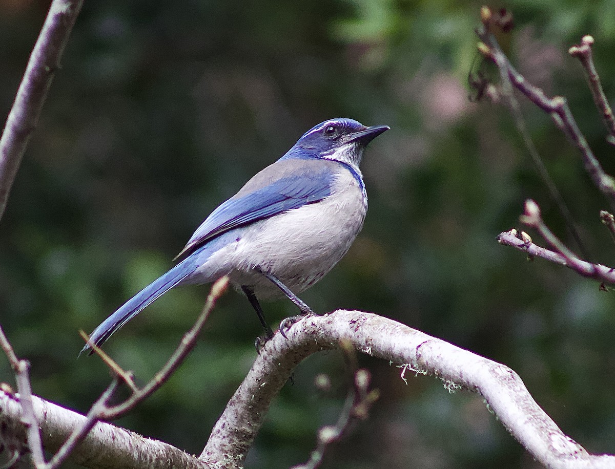 California Scrub-Jay - ML645864011