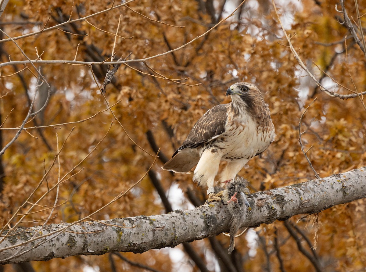rødstjertvåk - ML645864013
