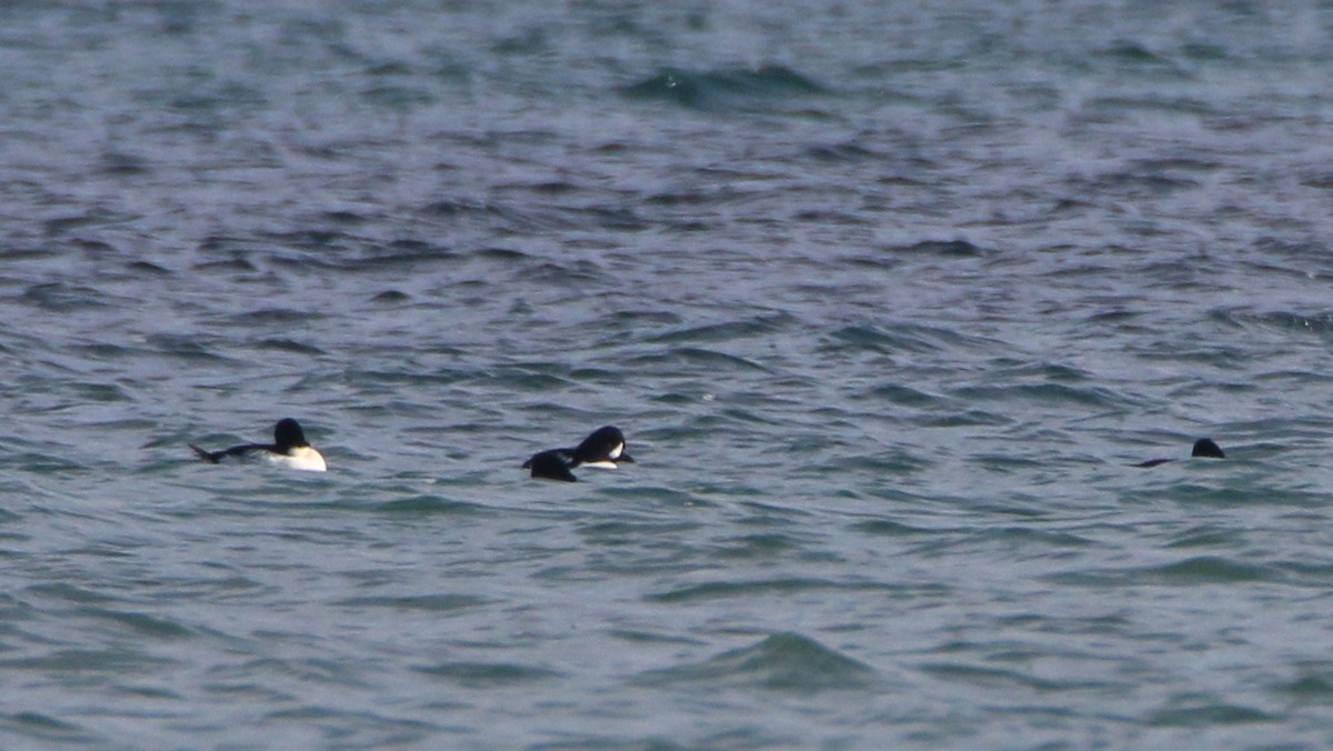 Barrow's Goldeneye - ML645864028