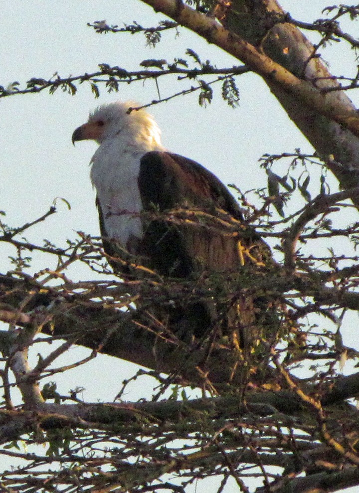 flodørn - ML645864032