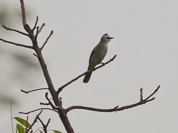 Yellow-vented Bulbul - ML645864033