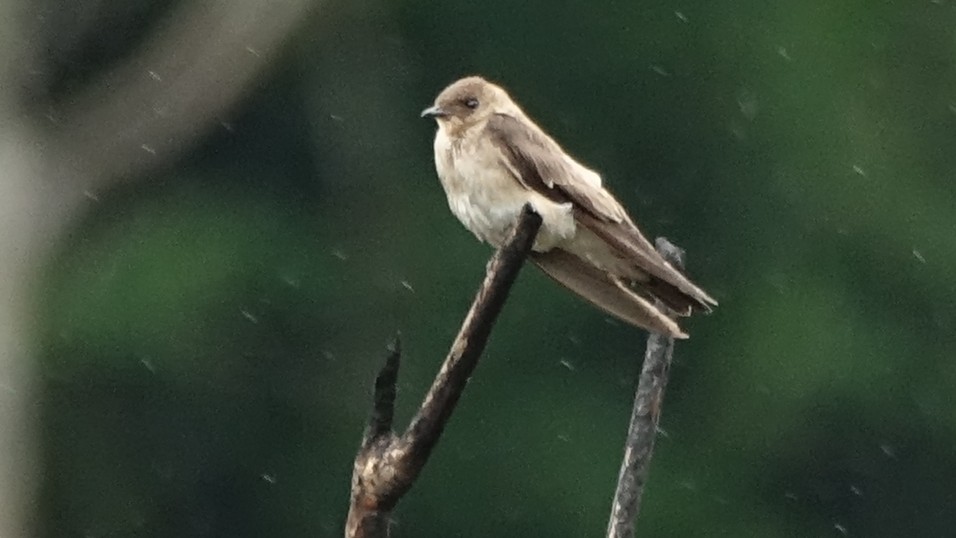 White-thighed Swallow - ML645864034