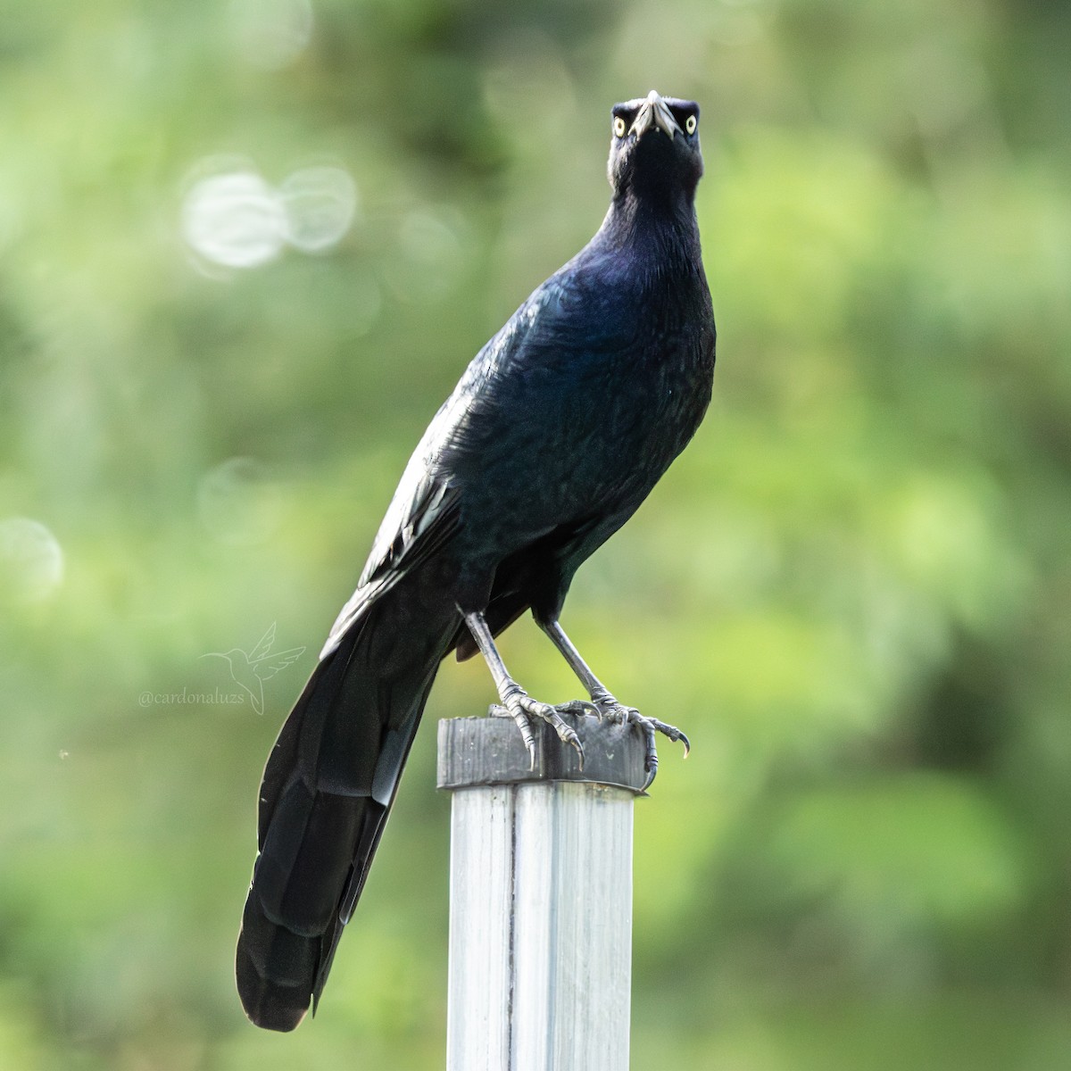 Great-tailed Grackle - ML645864035