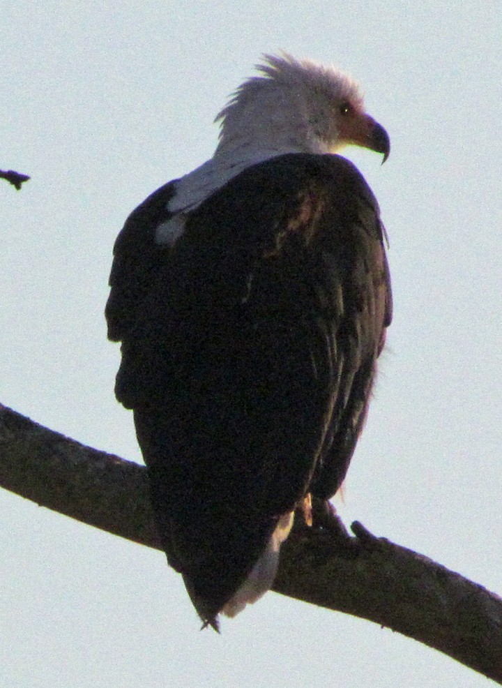 flodørn - ML645864036