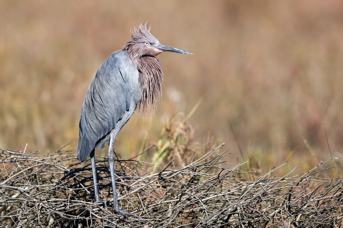 Reddish Egret - ML645864049