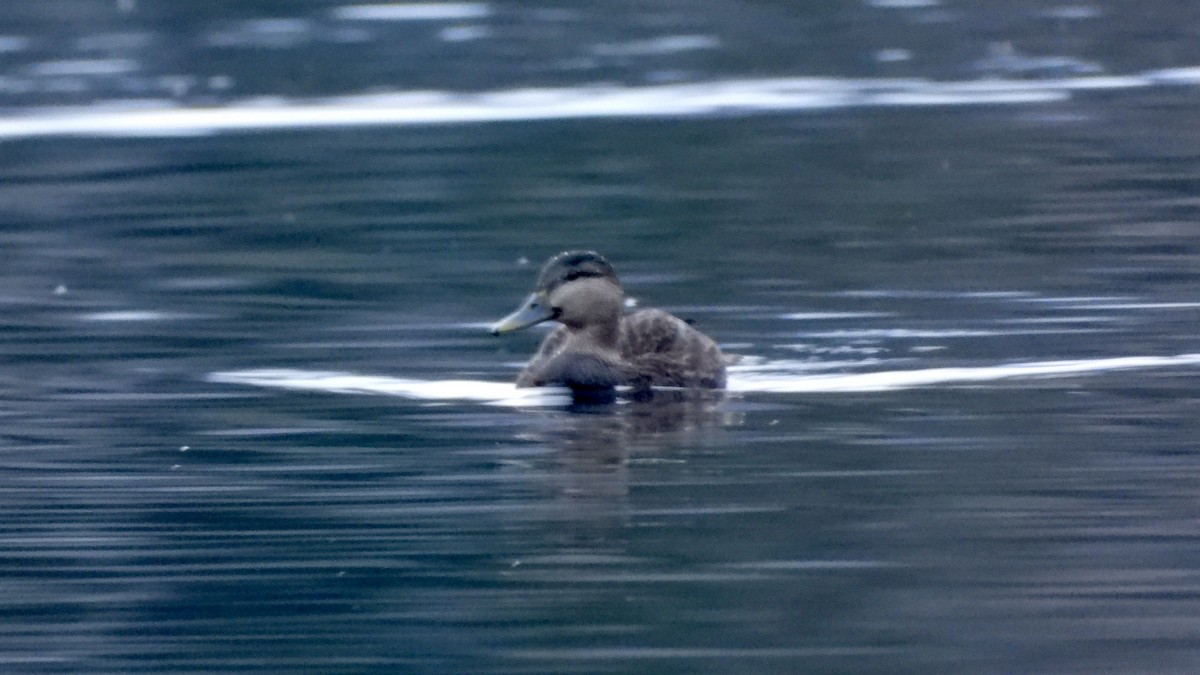 rødfotand - ML645864052