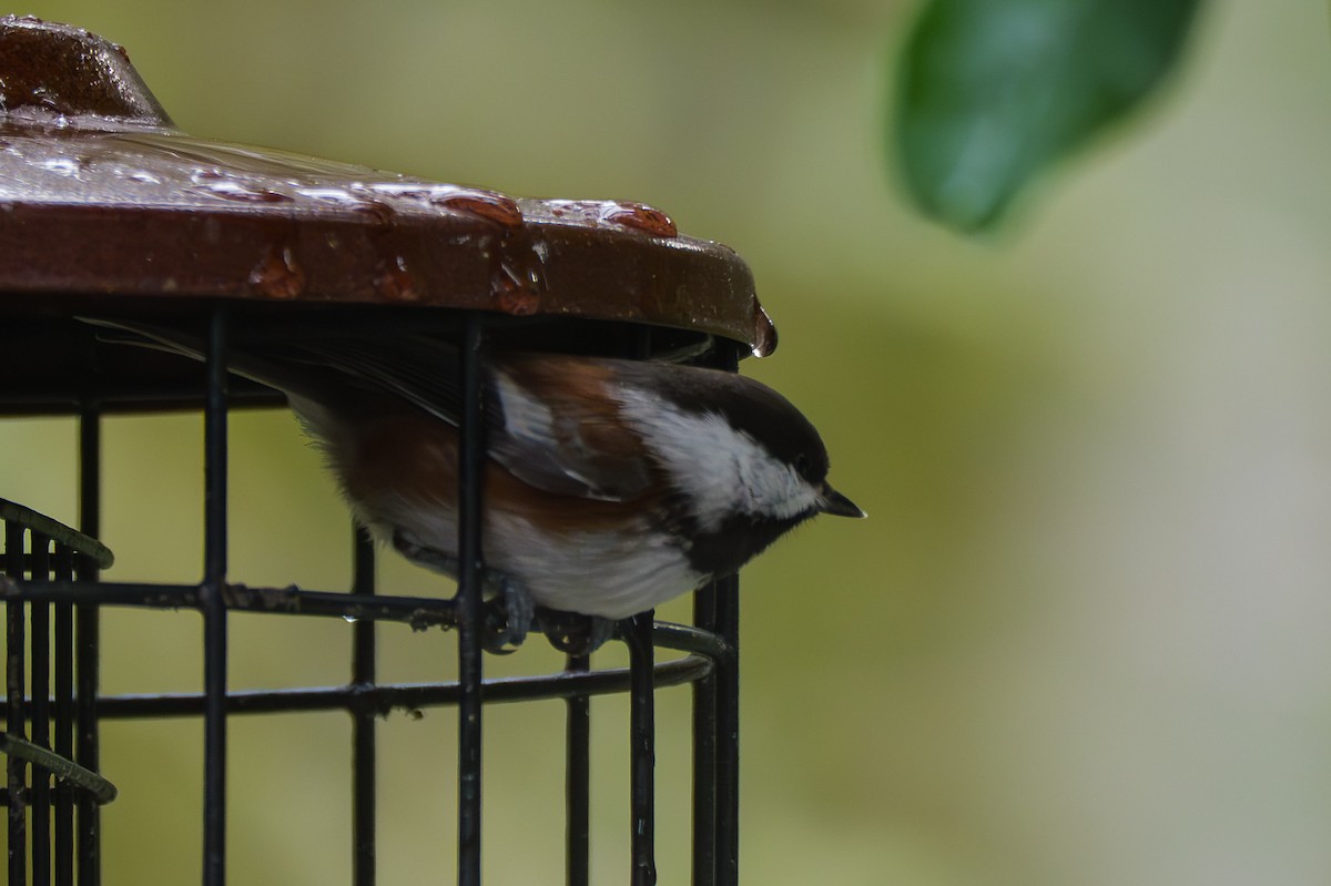Chestnut-backed Chickadee - ML645864053