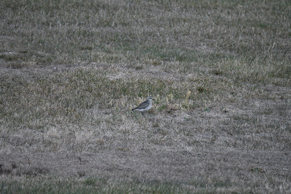 American Golden-Plover - ML645864055