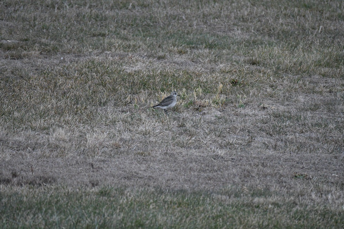 American Golden-Plover - ML645864056