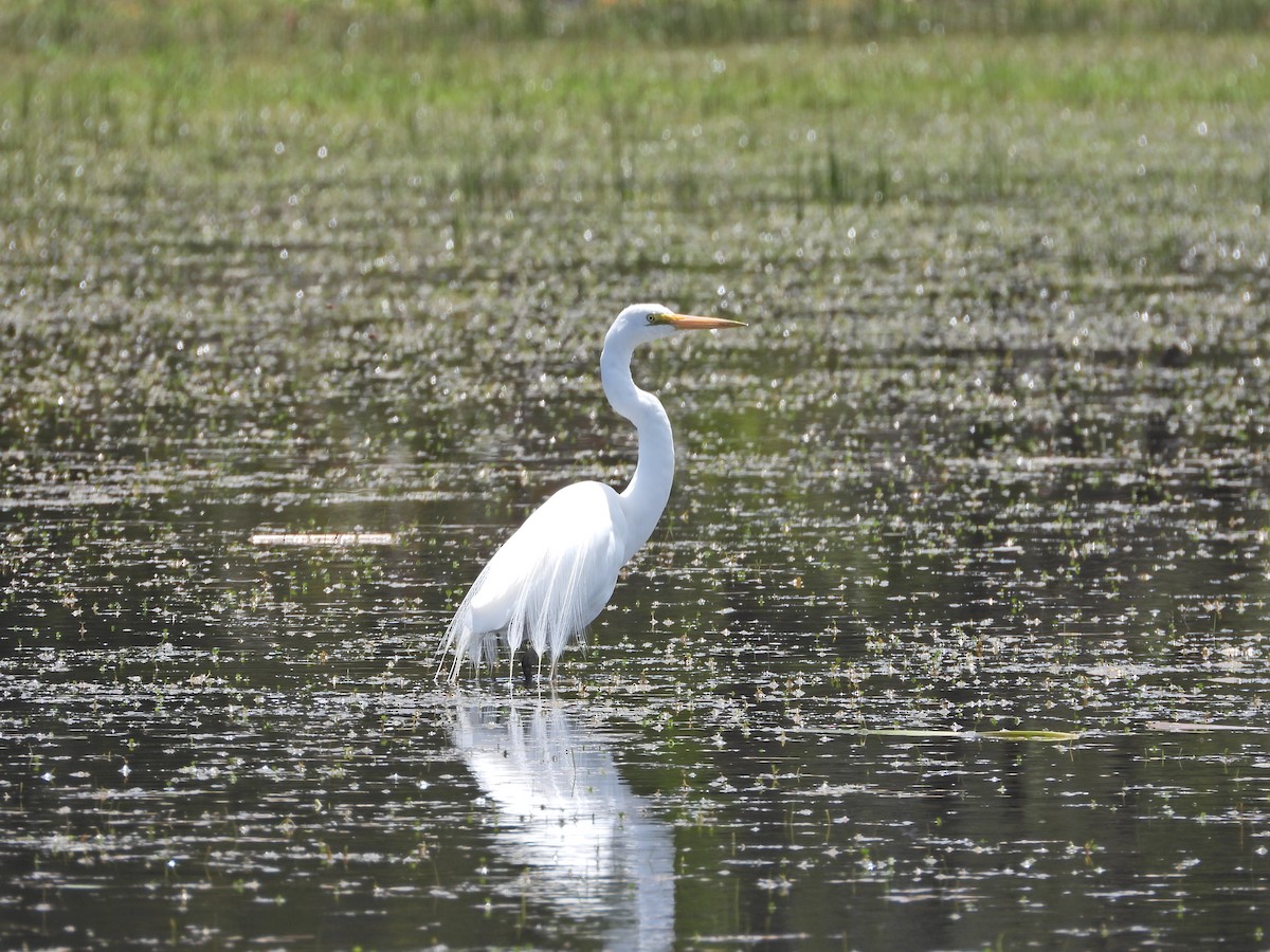 Garceta Grande (australiana) - ML645864059