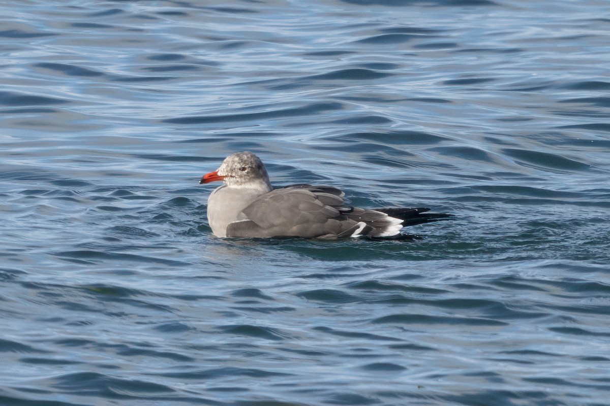 Heermann's Gull - ML645864060