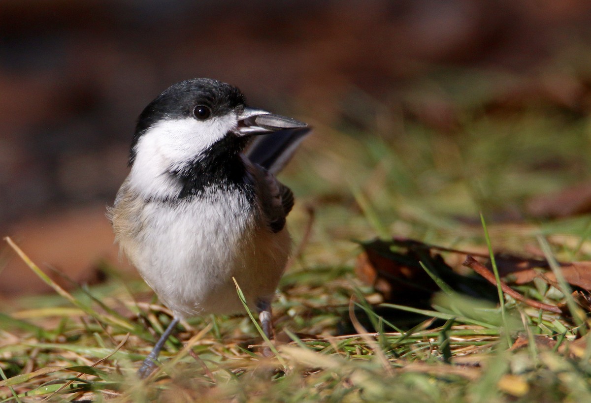 Black-capped Chickadee - ML645864061