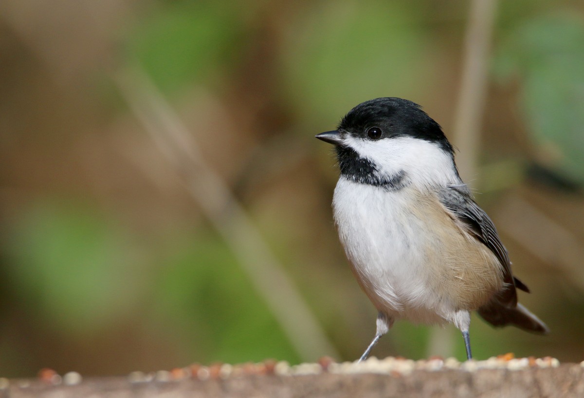 Black-capped Chickadee - ML645864062