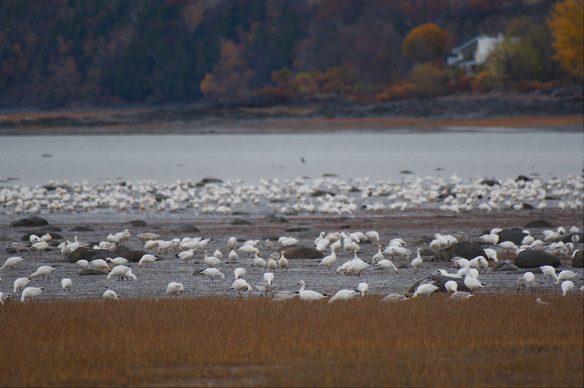Snow Goose - ML645864067