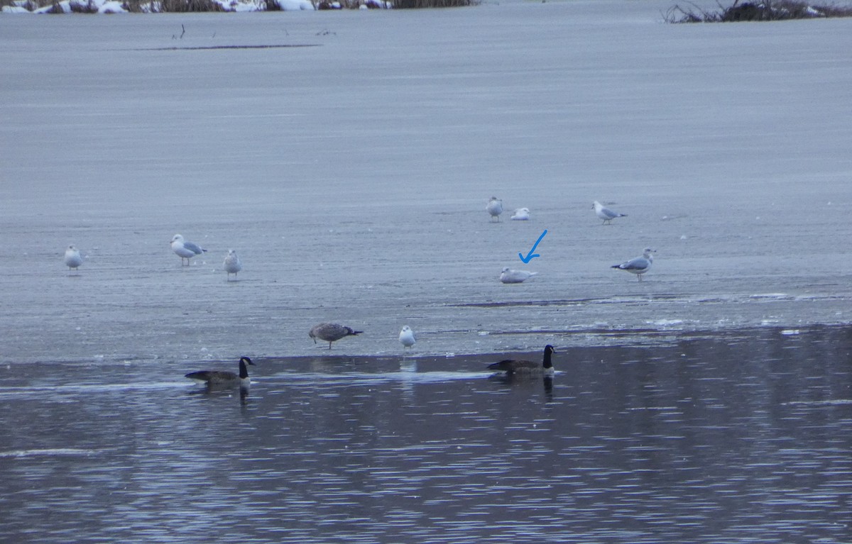Iceland Gull - ML645864068