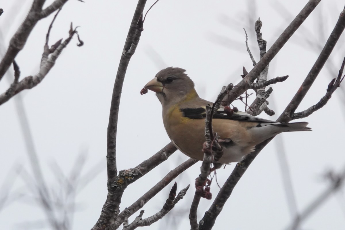 Evening Grosbeak - ML645864072