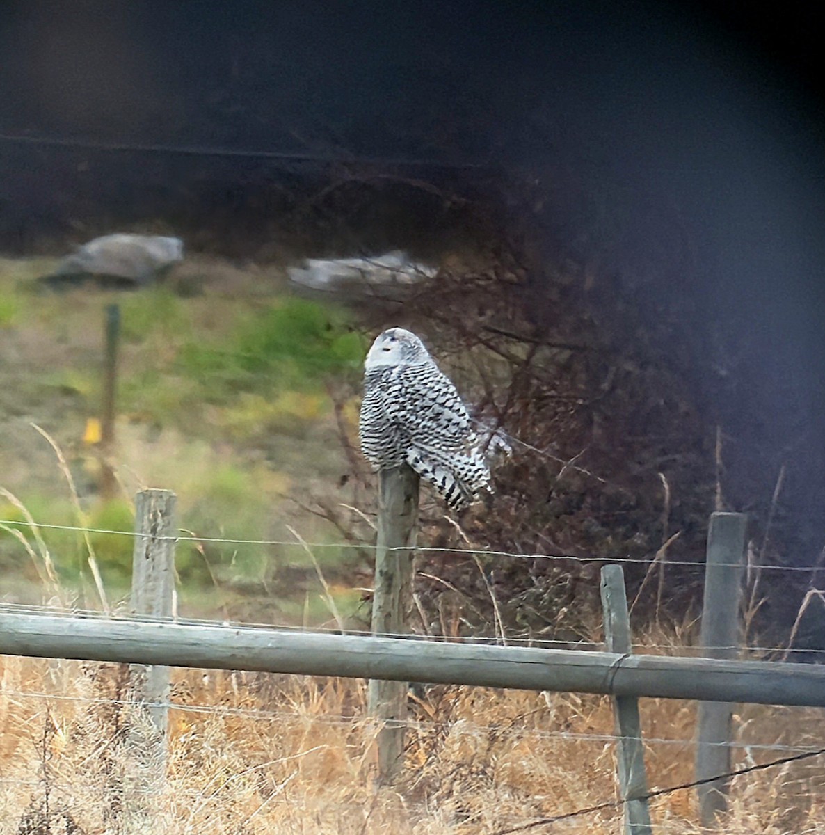 Snowy Owl - ML645864073