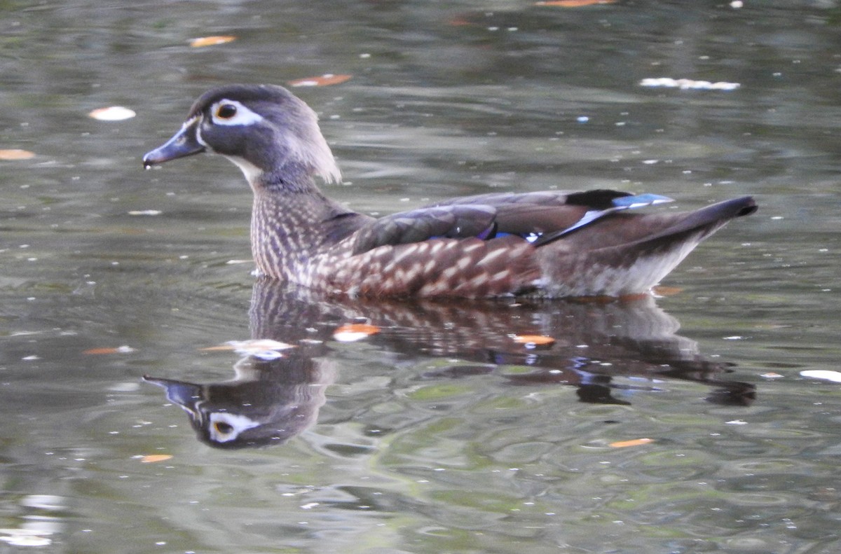 Wood Duck - ML645864080