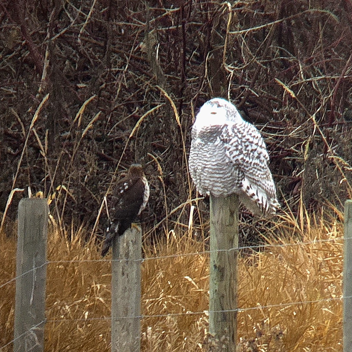 Cooper's Hawk - ML645864081