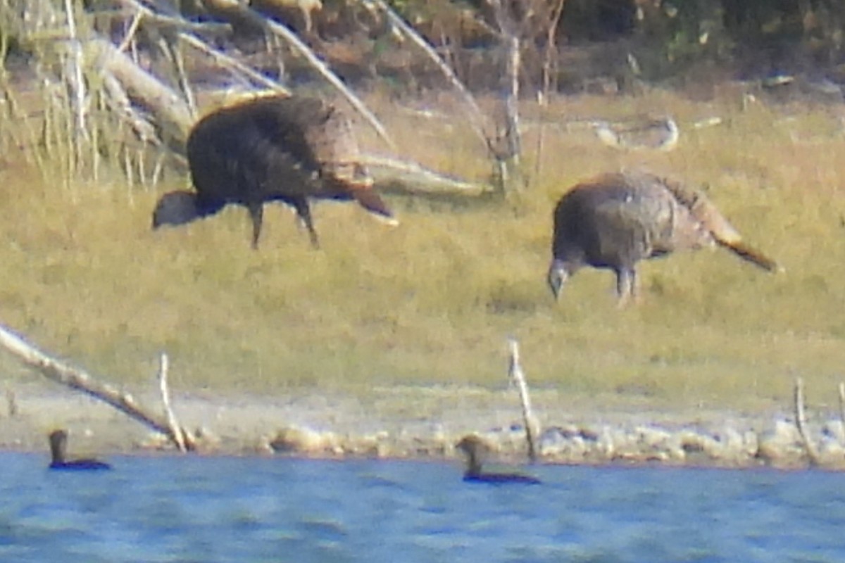 Wild Turkey - ML645864084