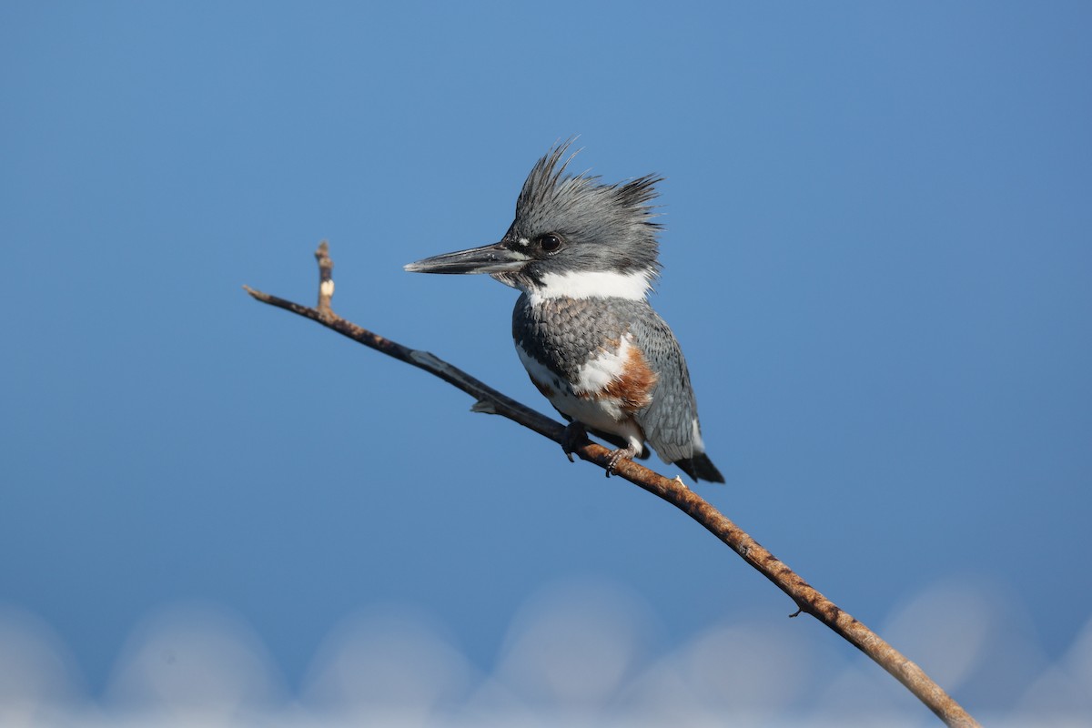 שלדג אמריקני - ML645864087