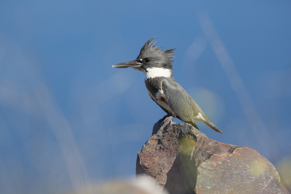 שלדג אמריקני - ML645864088
