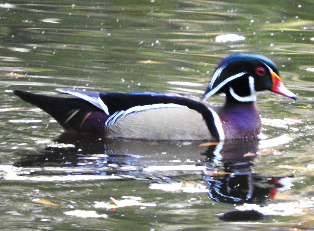 Wood Duck - ML645864093