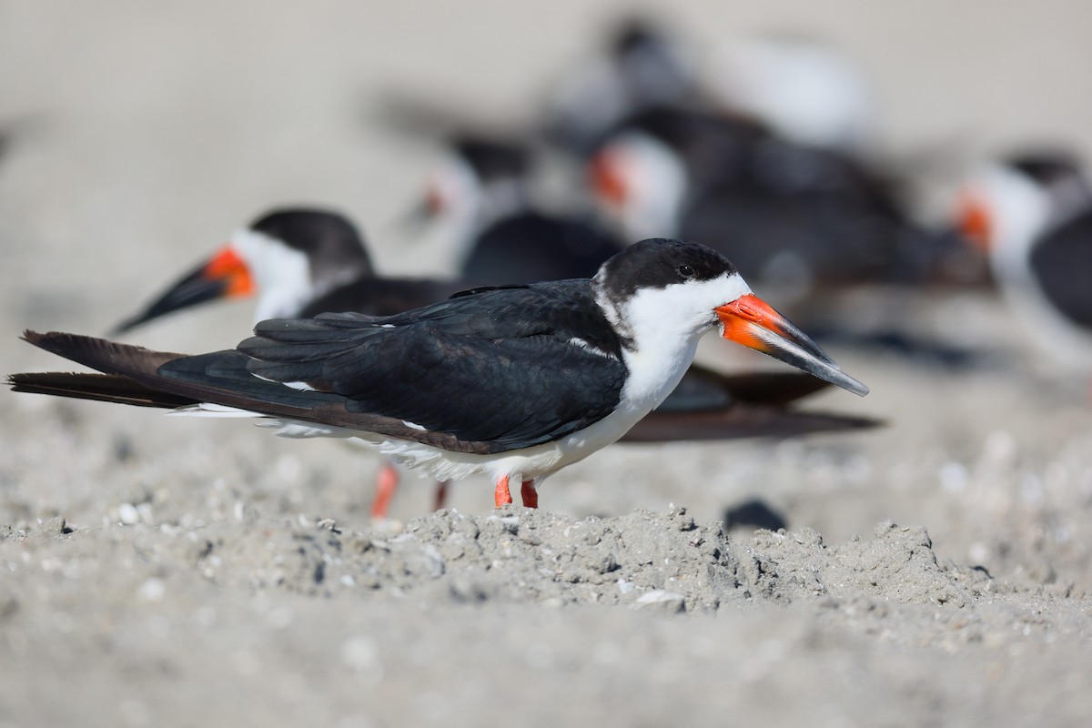 Black Skimmer - ML645864098