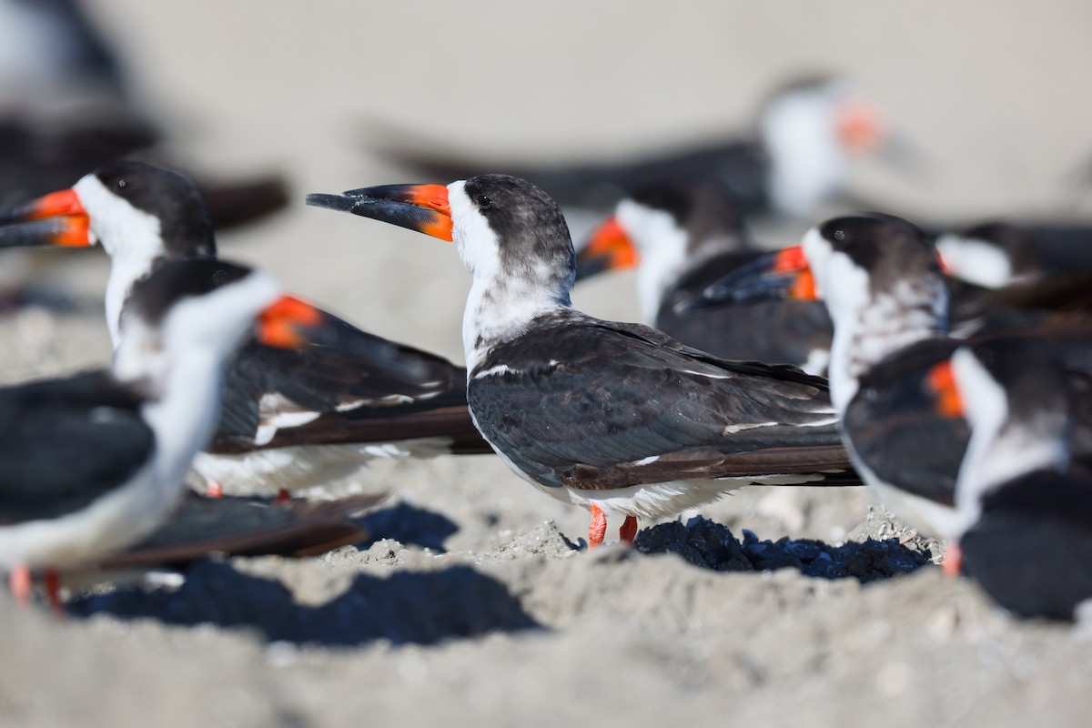 Black Skimmer - ML645864099