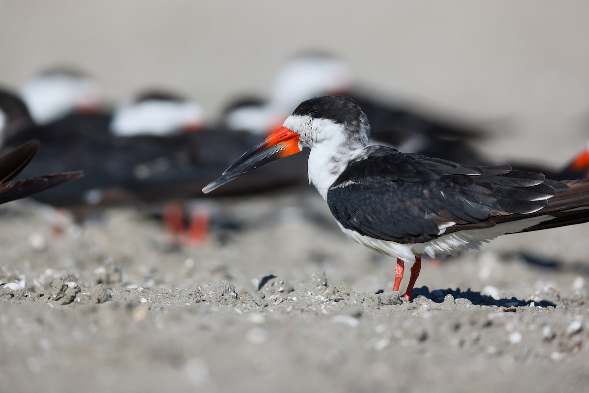 Black Skimmer - ML645864100