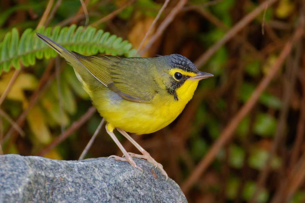 Kentucky Warbler - ML645864103