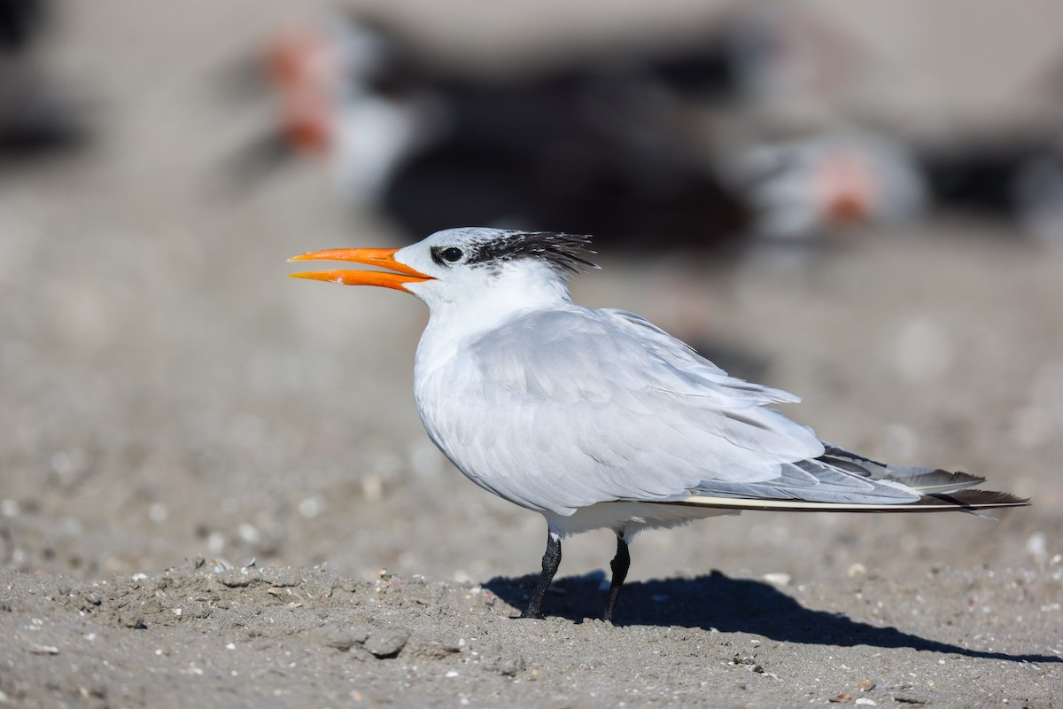 Royal Tern - ML645864104