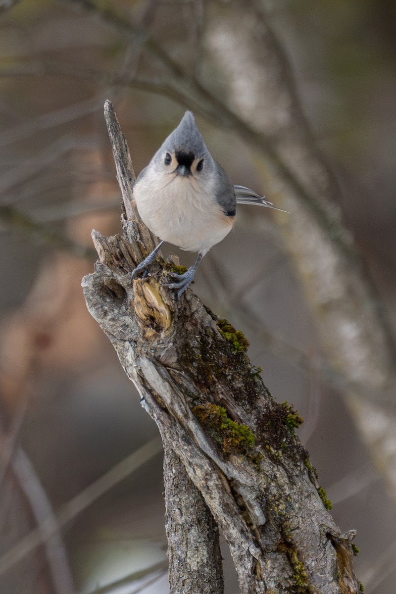 gråduskmeis - ML645864110