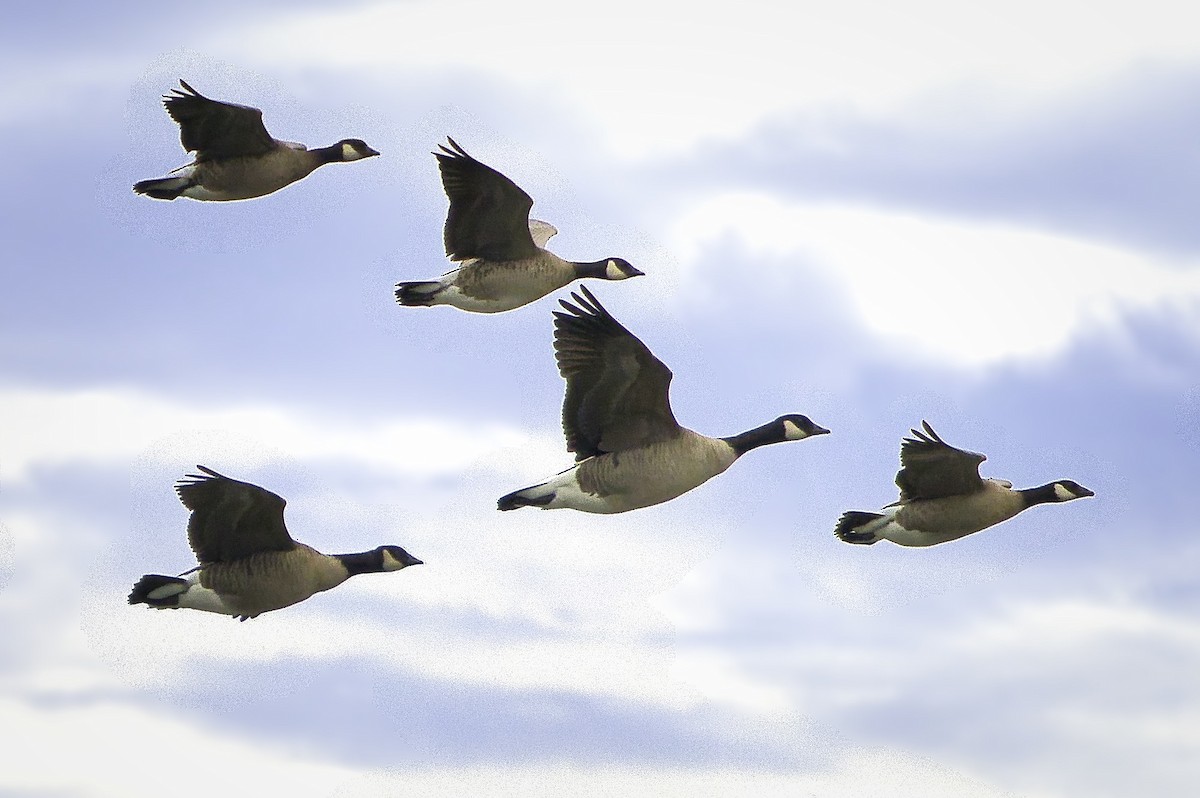 小加拿大雁 - ML645864116